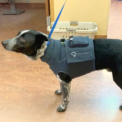 Mini-Infuser® Companion Animal Packs