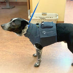 Mini-Infuser® Companion Animal Packs