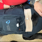 Mini-Infuser® Companion Animal Packs